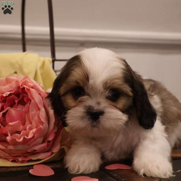 Hershey, Cava-Tzu Puppy